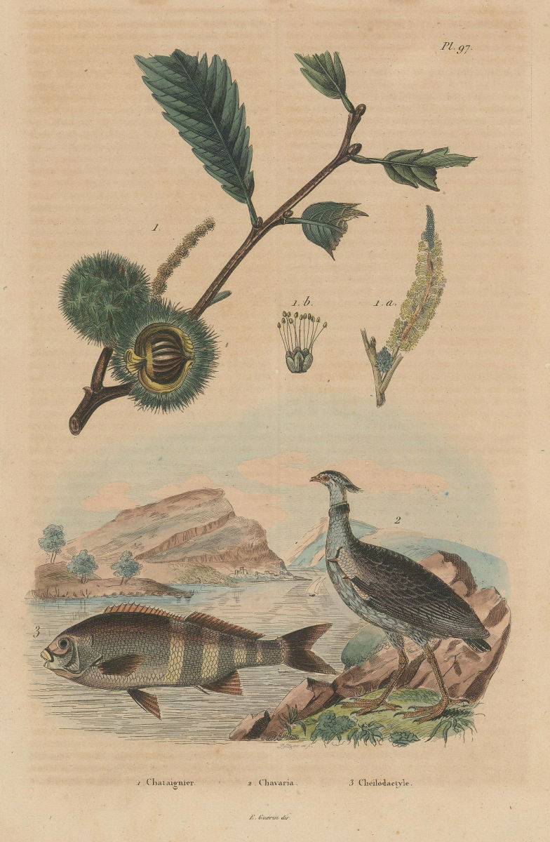Chataignier/Chestnut tree.Chavaria/Northern screamer.Cheilodactylus/morwong 1833